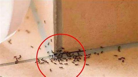 水屬性職業 家里有大蚂蚁